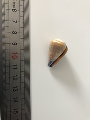 Conus frigidus