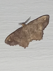 Hypagyrtis