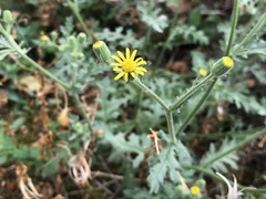 Senecio viscosus