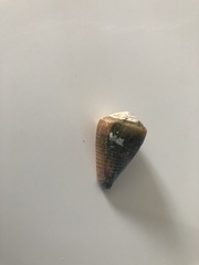 Conus frigidus