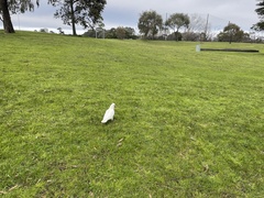 Cacatua tenuirostris
