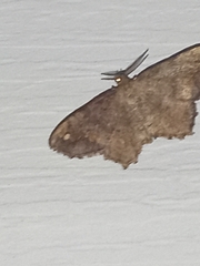 Hypagyrtis
