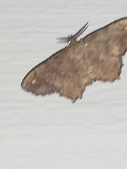 Hypagyrtis