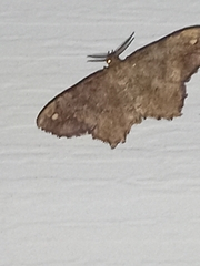 Hypagyrtis