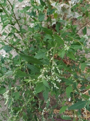 Chenopodium album