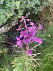 Chamaenerion angustifolium