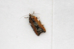 Acleris gloveranus