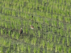 Calidris subminuta