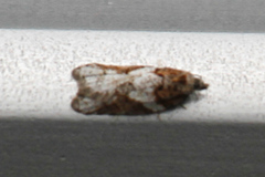 Acleris gloveranus