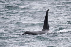 Orcinus orca