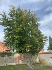 Fagus sylvatica