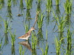 Calidris subminuta