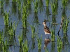 Calidris subminuta