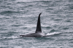 Orcinus orca