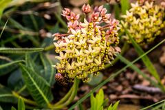 Asclepias montevaga