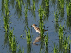 Calidris subminuta