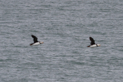 Fratercula corniculata