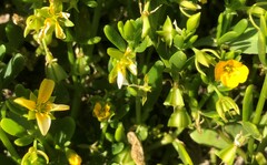 Roepera billardierei