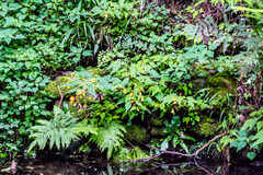 Begonia sutherlandii