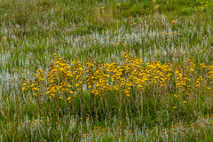 Berkheya rhapontica