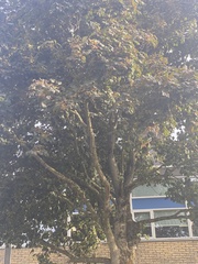 Acer pseudoplatanus