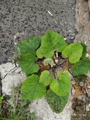 Tussilago farfara