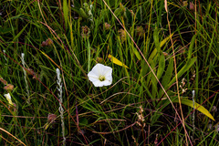 Convolvulus natalensis