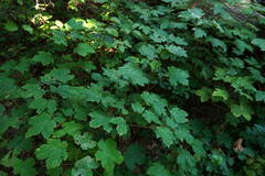 Acer pseudoplatanus