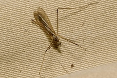 Pseudolimnophila lucorum