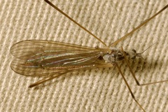 Pseudolimnophila lucorum