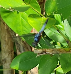 Brachydiplax chalybea