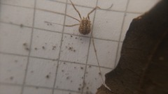 Opilio saxatilis