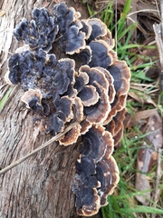Trametes versicolor