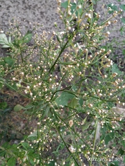 Erigeron canadensis