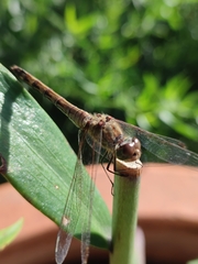 Sympetrum striolatum