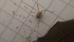 Opilio saxatilis