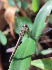 Sympetrum striolatum