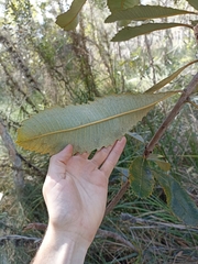 Banksia robur
