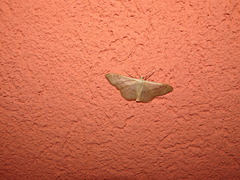 Idaea aversata