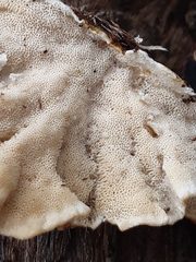 Trametes versicolor