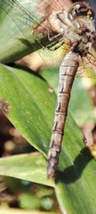 Sympetrum striolatum