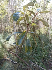 Banksia robur