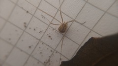 Opilio saxatilis