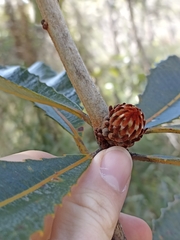 Banksia robur