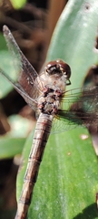 Sympetrum striolatum