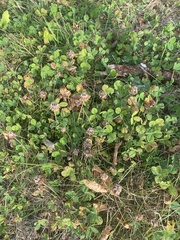 Trifolium repens