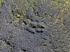 Sus scrofa domesticus