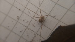 Opilio saxatilis