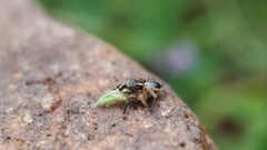 Stenaelurillus sarojinae