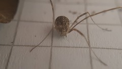 Opilio saxatilis